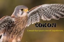 Сокол [Золото]