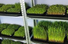 Бизнес на микрозелени